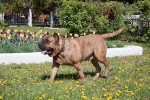 Perro de Presa Canario